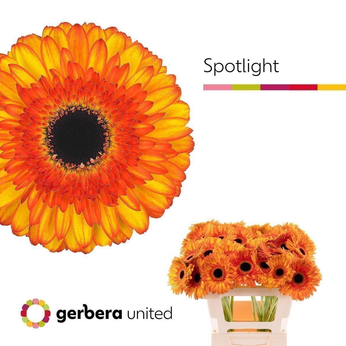 Срезанные цветы оптом Gerbera spotlight от 40шт из Голландии с доставкой по России