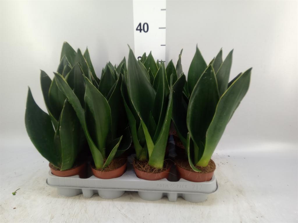 Горшечные цветы и растения оптом Sansevieria Trifa. futura Superba от 12шт (для телеги) из Голландии с доставкой по России