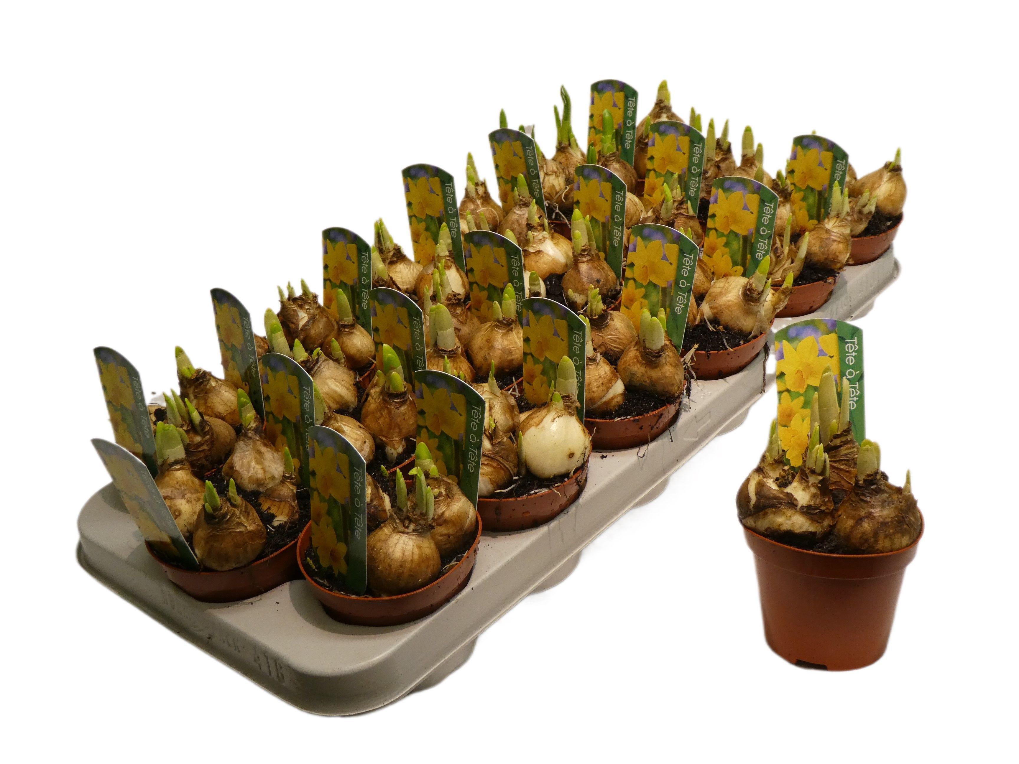 Горшечные цветы и растения оптом Narcissus Tete-a-tete от 18шт (для телеги) из Голландии с доставкой по России