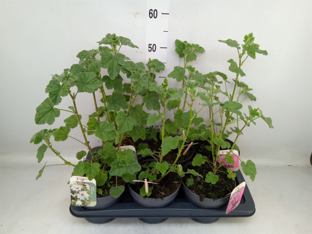 Горшечные цветы и растения оптом Lavatera   ... от 6шт из Голландии с доставкой по России