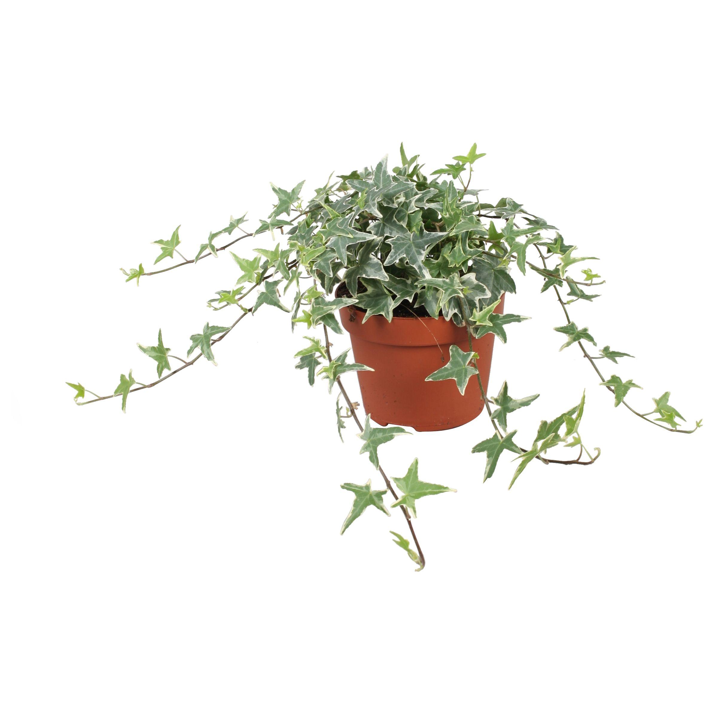 Горшечные цветы и растения оптом Hedera Helix Mona Lisa от 8шт из Голландии с доставкой по России