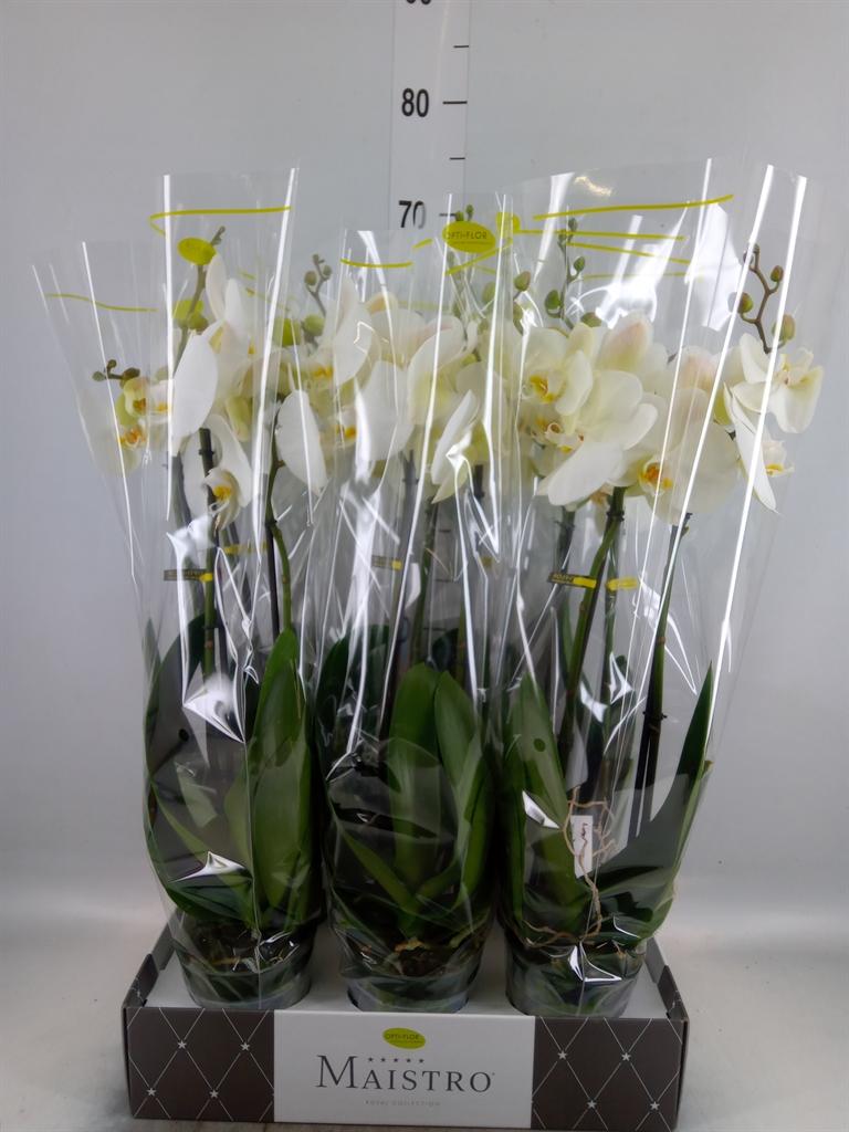 Горшечные цветы и растения оптом Phalaenopsis   ...white от 6шт из Голландии с доставкой по России