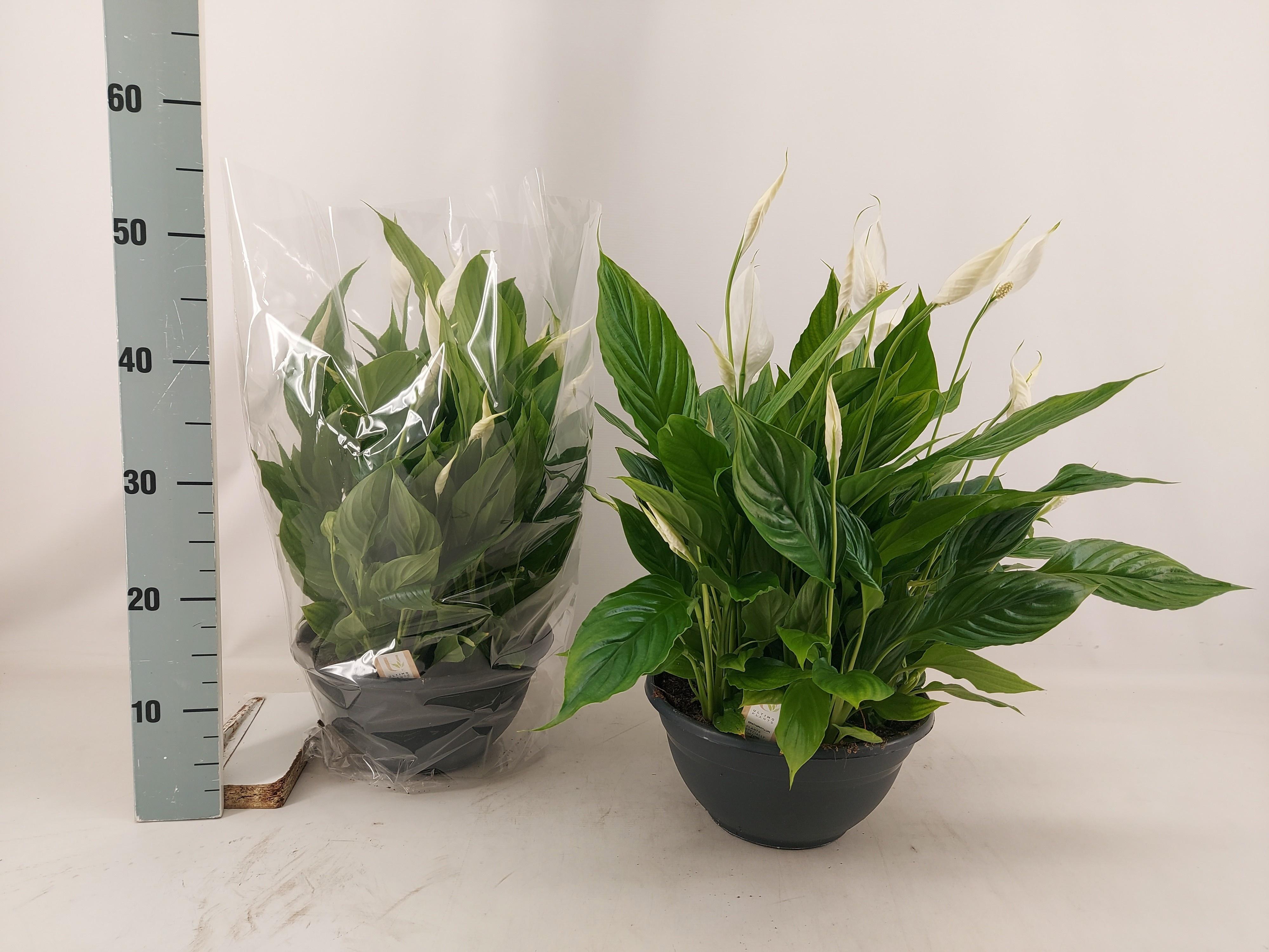 Горшечные цветы и растения оптом Spath Chopin от 1шт из Голландии с доставкой по России