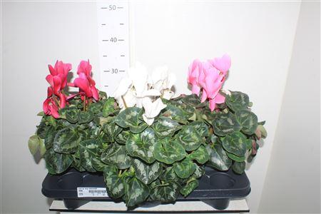 Горшечные цветы и растения оптом Cycl Gr Sup Mammoth от 3шт (для телеги) из Голландии с доставкой по России