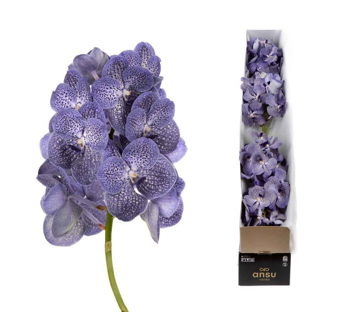 Срезанные цветы оптом Vanda violet blue spot per stem от 4шт из Голландии с доставкой по России