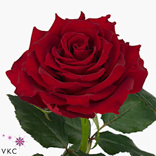 Срезанные цветы оптом Rosa large rhodos от 60шт. из Голландии с доставкой по России