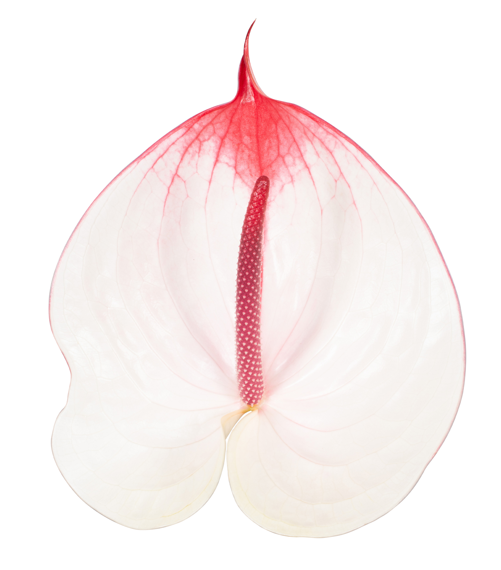 Срезанные цветы оптом Anthurium cumbia от 15шт из Голландии с доставкой по России