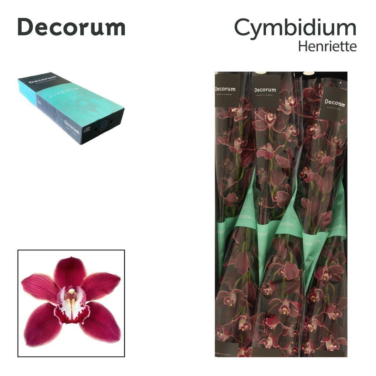 Срезанные цветы оптом Cymbidium red velvet henriette от 6шт из Голландии с доставкой по России