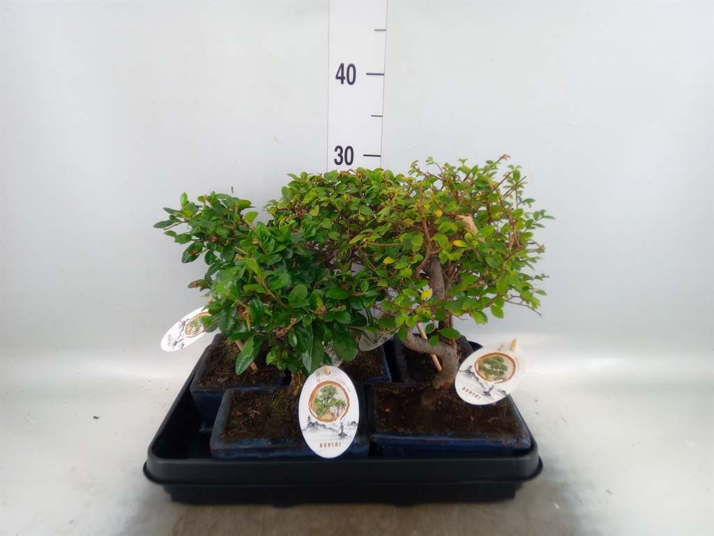 Горшечные цветы и растения оптом Bonsai   ...mix от 5шт из Голландии с доставкой по России