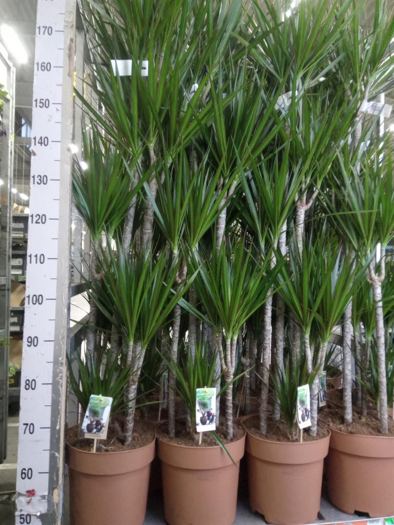 Горшечные цветы и растения оптом Dracaena Marg. от 1шт из Голландии с доставкой по России