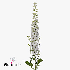 Срезанные цветы оптом Delphinium el du dewi rocket от 25шт из Голландии с доставкой по России