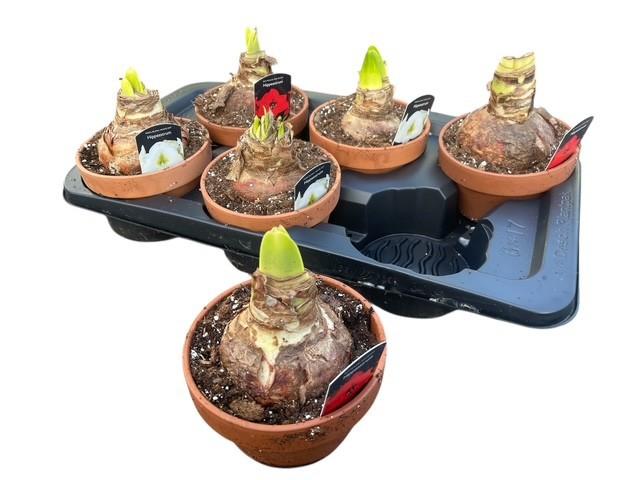 Горшечные цветы и растения оптом Hipp Exc Col Gem от 6шт из Голландии с доставкой по России