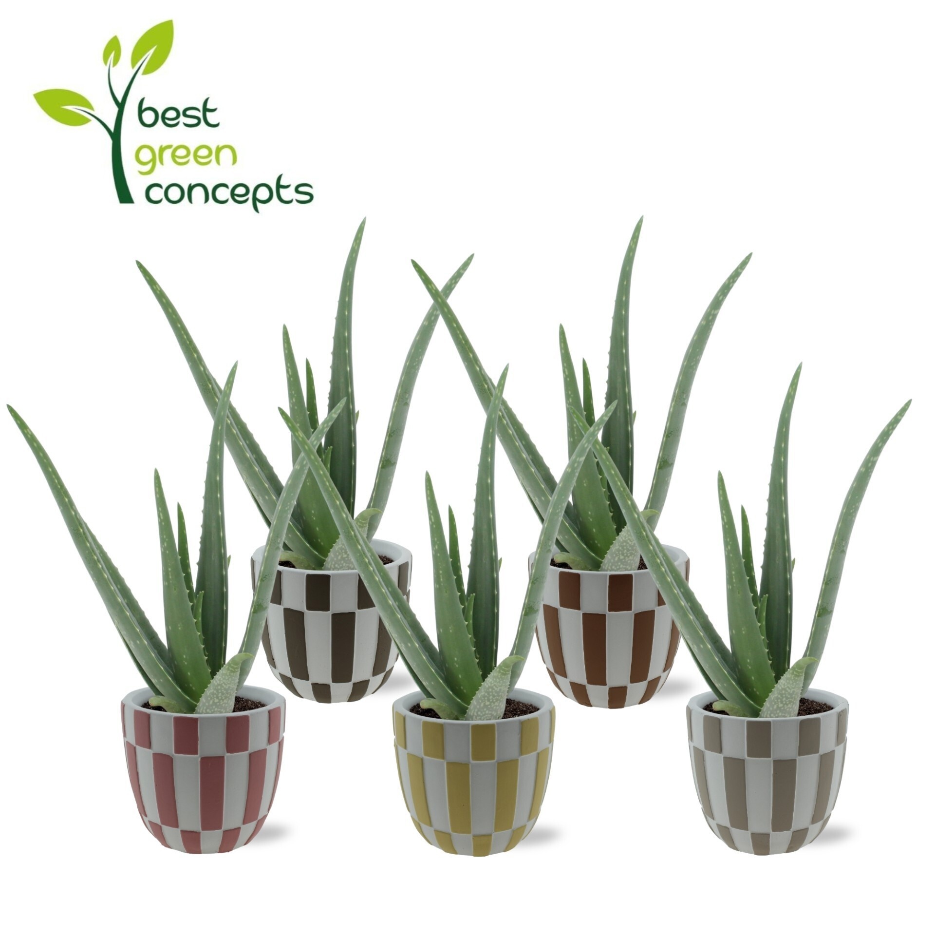 Горшечные цветы и растения оптом Aloe Vera от 5шт из Голландии с доставкой по России