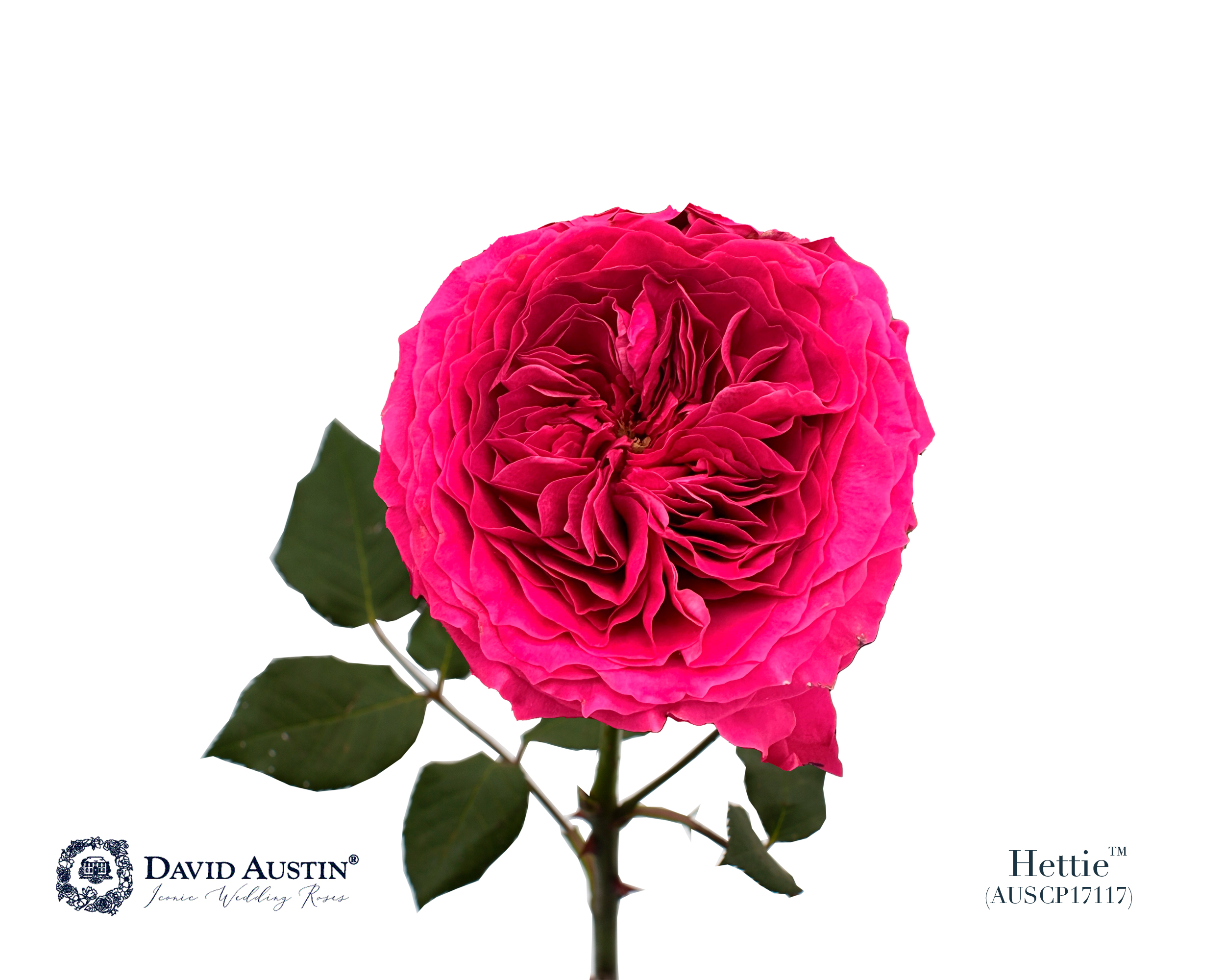 Срезанные цветы оптом Rosa large austin hettie от 24шт из Голландии с доставкой по России
