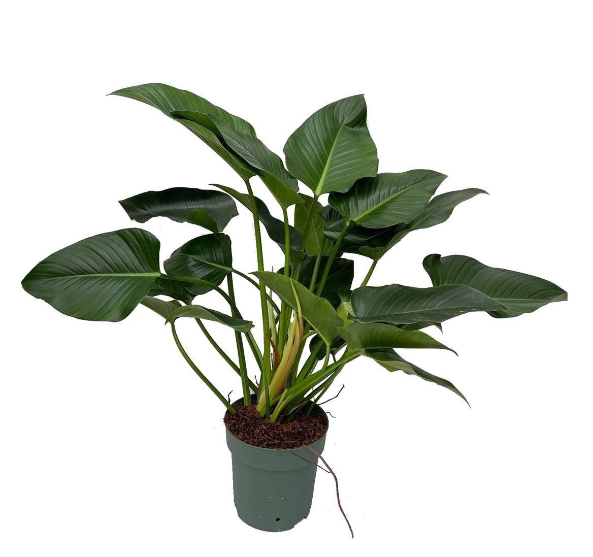 Горшечные цветы и растения оптом Philodendron Green Beauty от 1шт из Голландии с доставкой по России