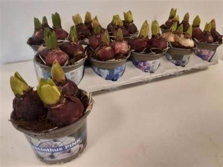 Горшечные цветы и растения оптом Hyacinthus Mix 3pp от 10шт из Голландии с доставкой по России