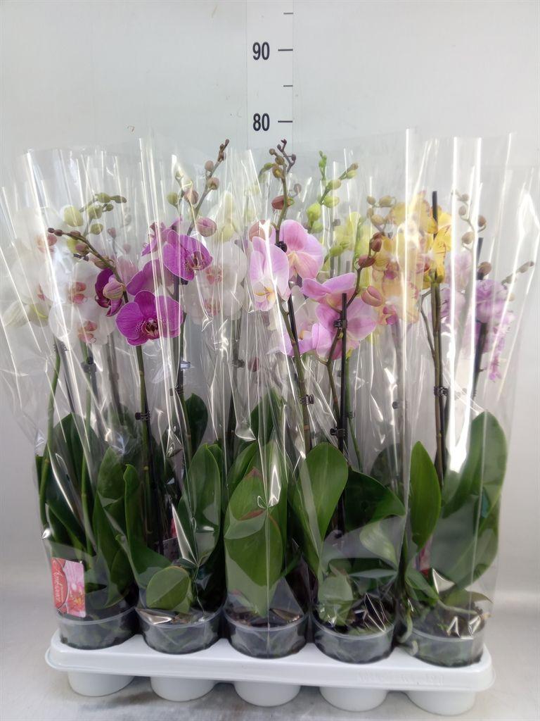 Горшечные цветы и растения оптом Phalaenopsis   ...mix от 10шт из Голландии с доставкой по России