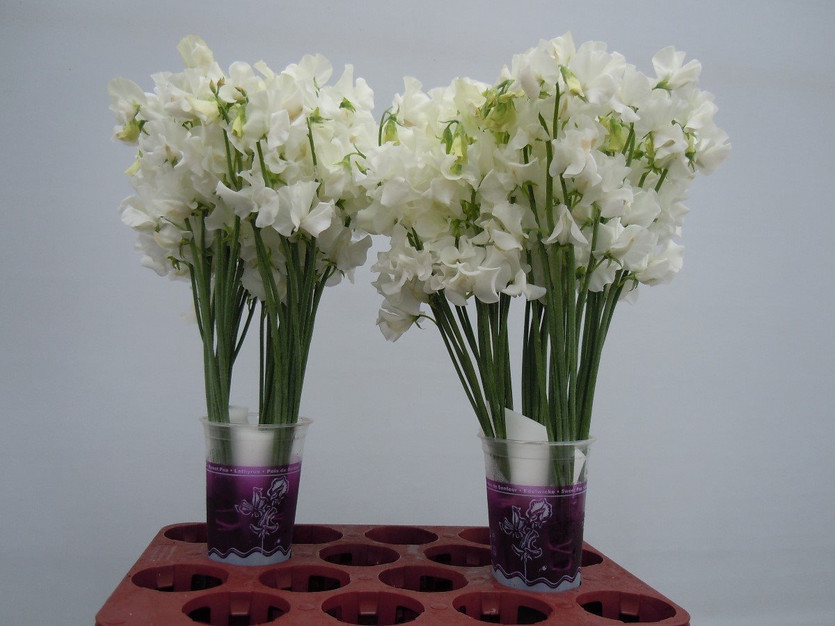 Срезанные цветы оптом Lathyrus winter sunshine white от 100шт из Голландии с доставкой по России