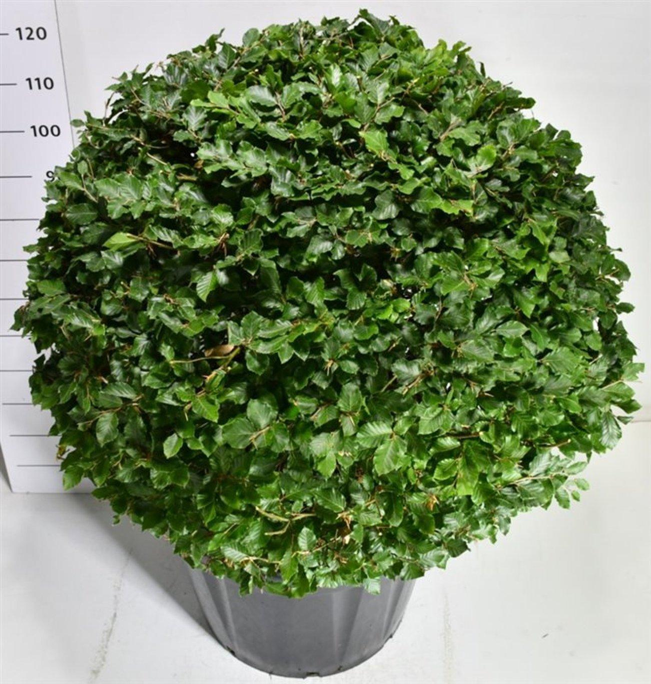 Горшечные цветы и растения оптом Fagus Sylvatica от 1шт из Голландии с доставкой по России