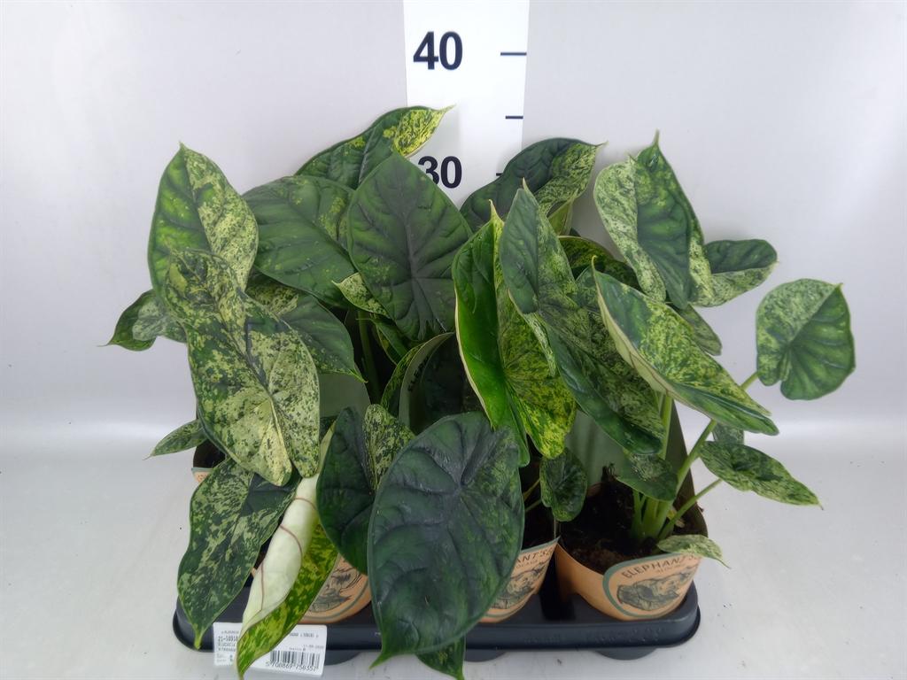 Горшечные цветы и растения оптом Alocasia ... от 9шт (для телеги) из Голландии с доставкой по России