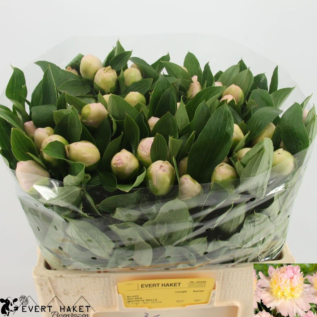 Срезанные цветы оптом Paeonia top brass от 50шт. из Голландии с доставкой по России