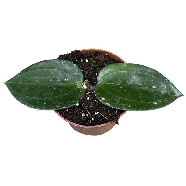 Горшечные цветы и растения оптом Hoya Latifolia Green от 1шт из Голландии с доставкой по России