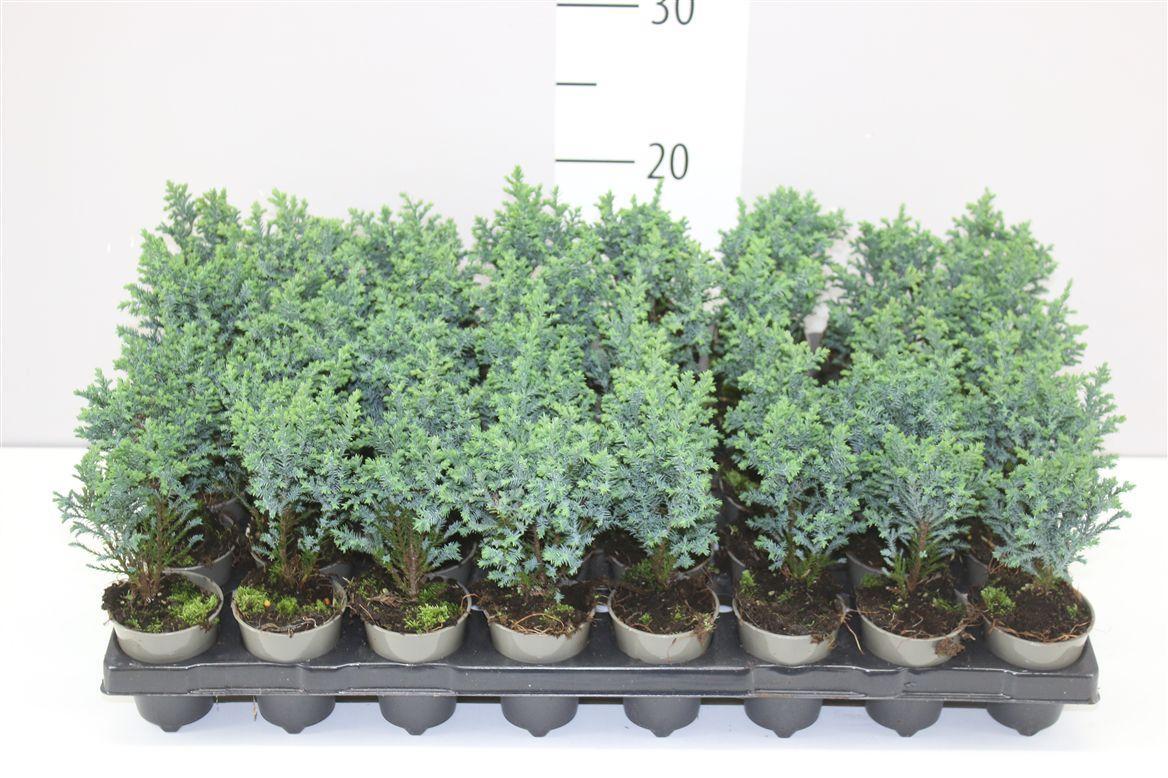 Горшечные цветы и растения оптом Chamaecyparis La Ellwoodii от 40шт (для телеги) из Голландии с доставкой по России