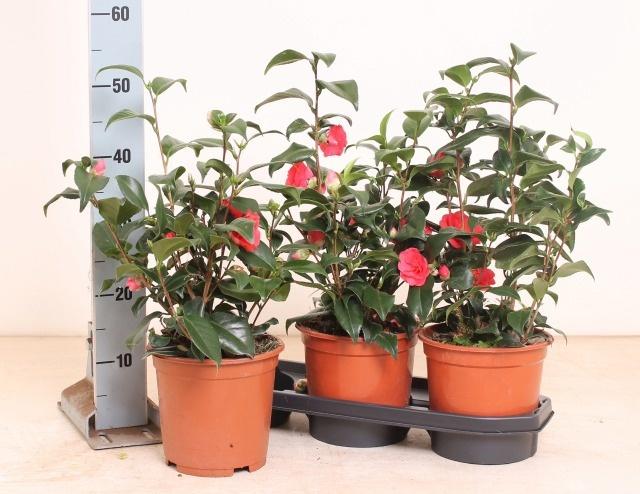 Горшечные цветы и растения оптом Came Japonica от 3шт из Голландии с доставкой по России