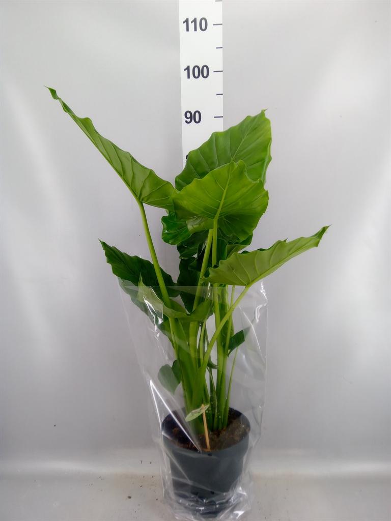 Горшечные цветы и растения оптом Alocasia Gageana от 1шт (для телеги) из Голландии с доставкой по России