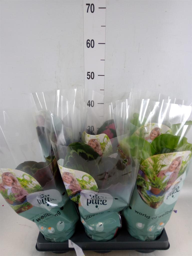 Горшечные цветы и растения оптом Calathea Roseopicta   ...mix от 6шт из Голландии с доставкой по России