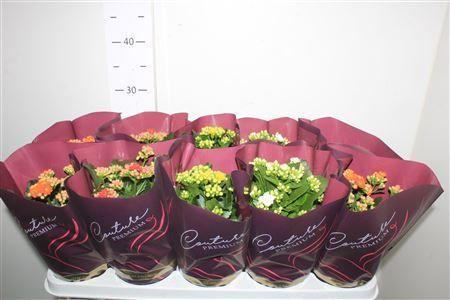 Горшечные цветы и растения оптом Kal Ge Gem P12 от 10шт из Голландии с доставкой по России