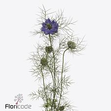 Срезанные цветы оптом Nigella purple rain от 100шт из Голландии с доставкой по России