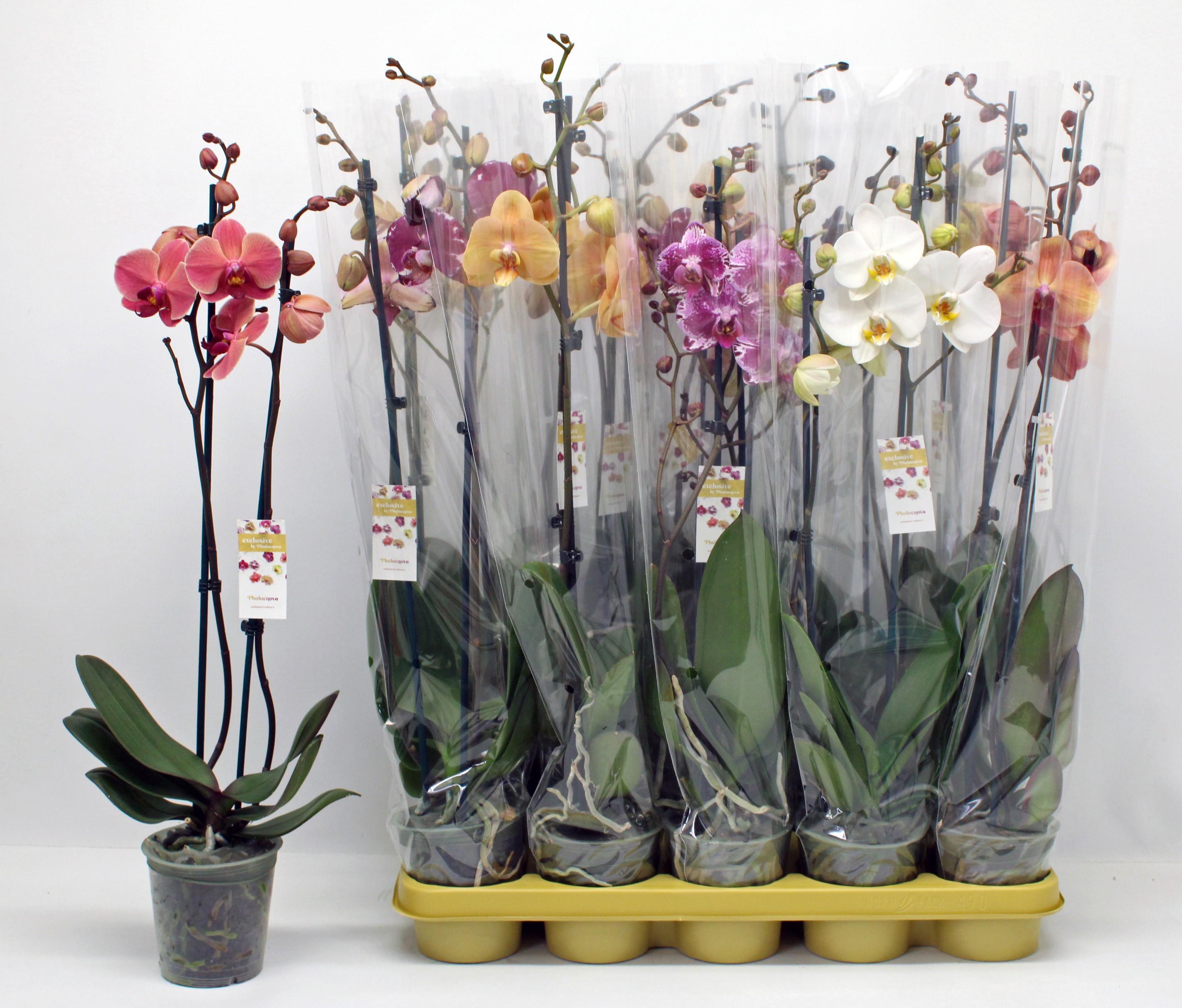 Горшечные цветы и растения оптом Phal Gemengd 2 Tak P12 от 10шт из Голландии с доставкой по России