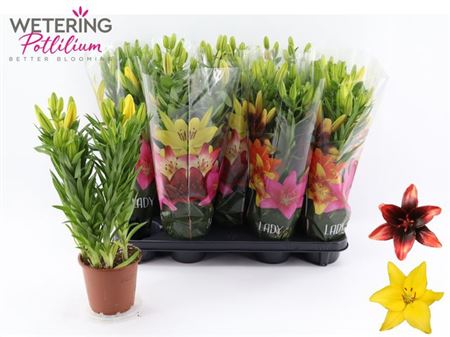 Горшечные цветы и растения оптом Lil As Gem 3 Pp от 9шт из Голландии с доставкой по России