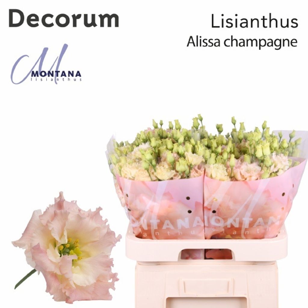 Срезанные цветы оптом Lisianthus do alissa champagne от 40шт из Голландии с доставкой по России