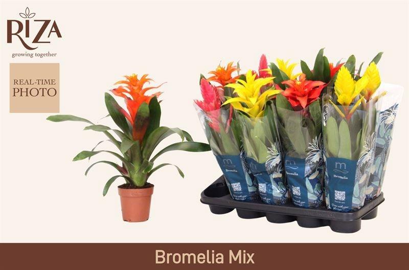Горшечные цветы и растения оптом Bromelia Gem 6 Srt от 10шт из Голландии с доставкой по России