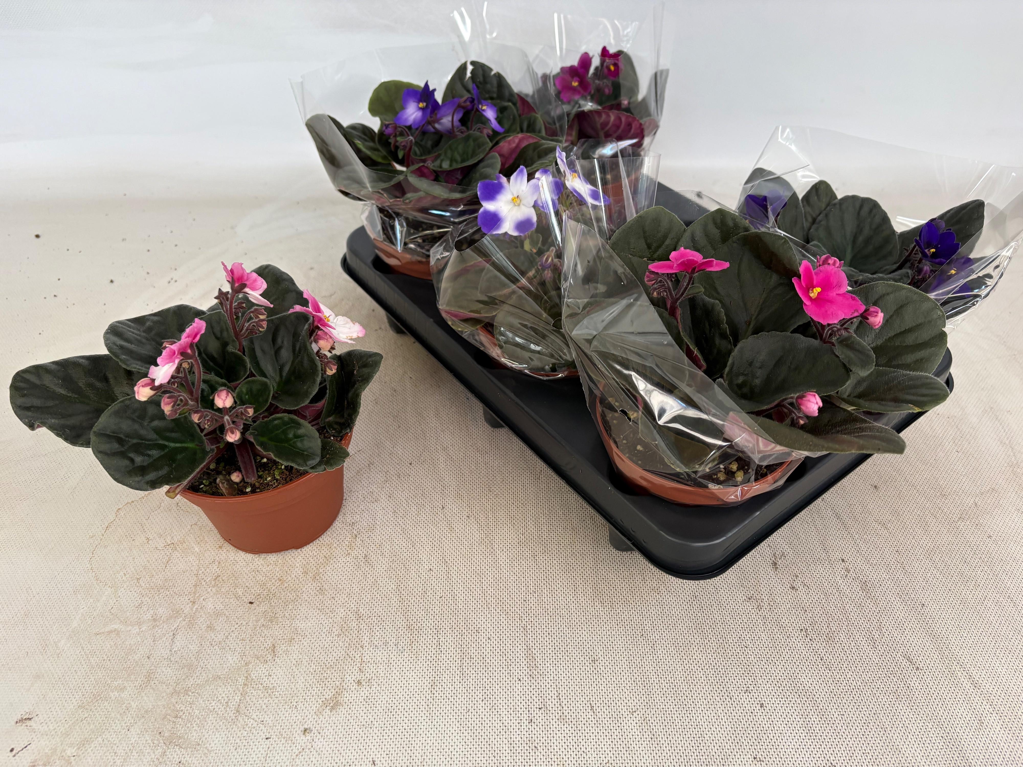 Горшечные цветы и растения оптом Saintp Gem 6 Kl от 6шт (для телеги) из Голландии с доставкой по России