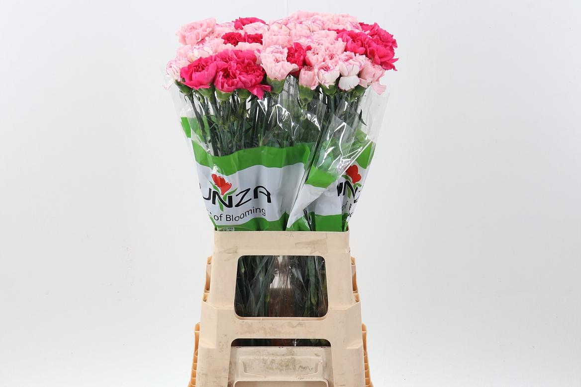 Срезанные цветы оптом Dianthus st mix rainbow pink от 80шт из Голландии с доставкой по России