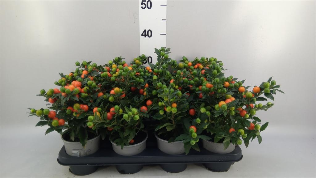 Горшечные цветы и растения оптом Solanum Pseudocapsicum bartoli от 8шт из Голландии с доставкой по России