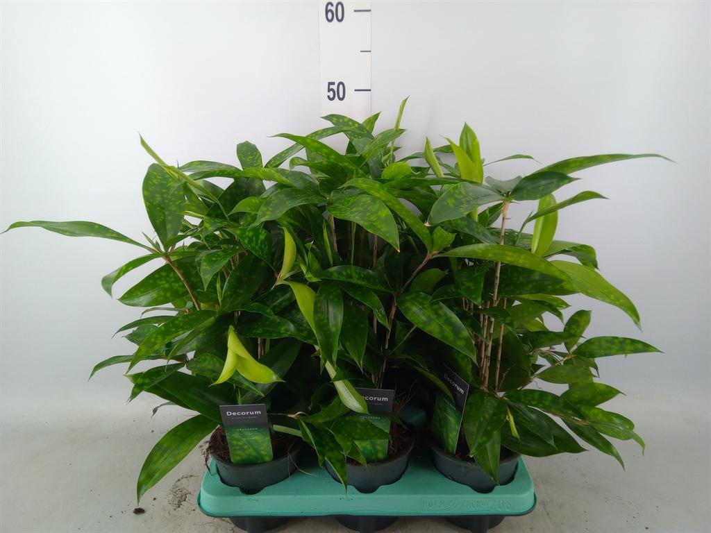 Горшечные цветы и растения оптом Dracaena Surculosa от 6шт из Голландии с доставкой по России