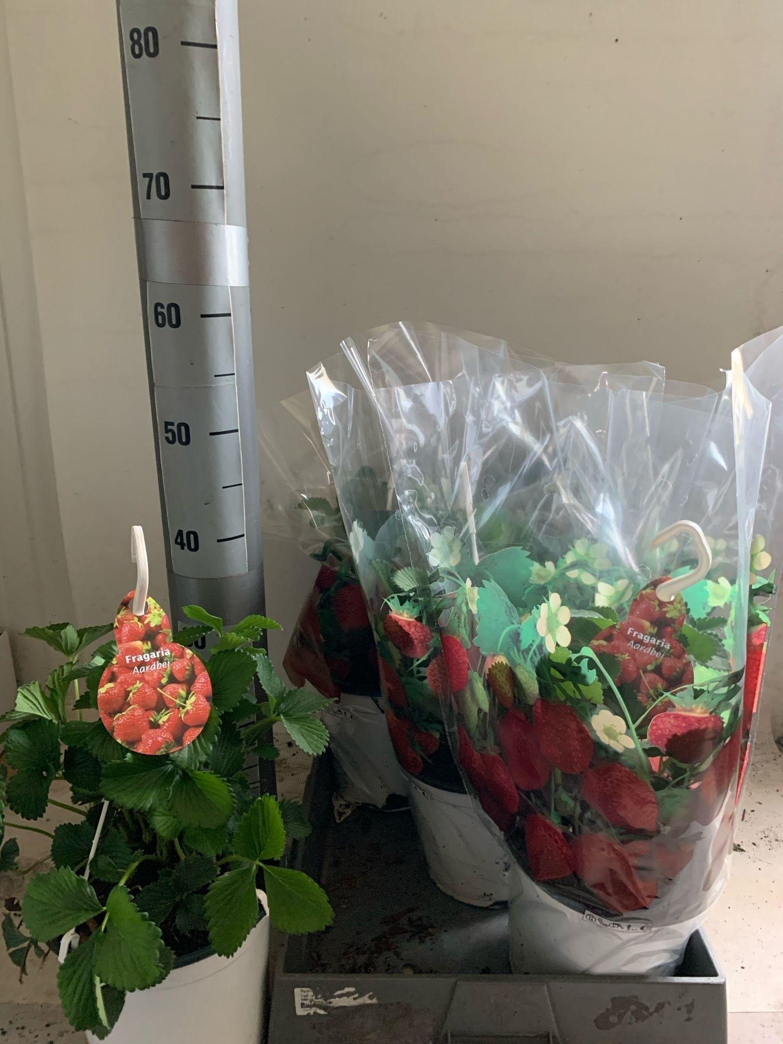 Горшечные цветы и растения оптом Frag Elsanta от 5шт из Голландии с доставкой по России