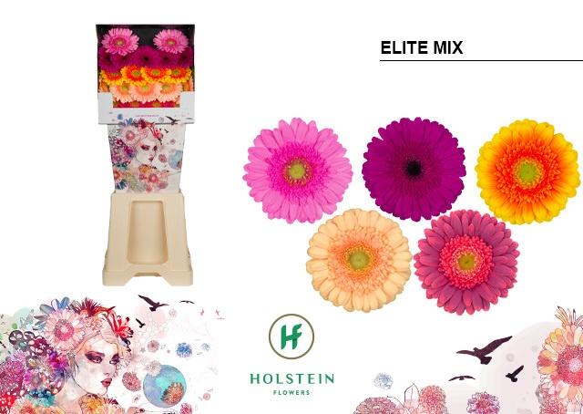 Срезанные цветы оптом Germini diamond mix elite от 80шт из Голландии с доставкой по России