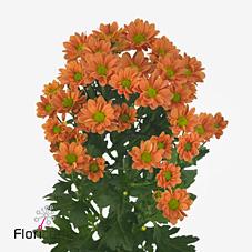 Срезанные цветы оптом Chrys sa madiba ovada orange от 75шт из Голландии с доставкой по России