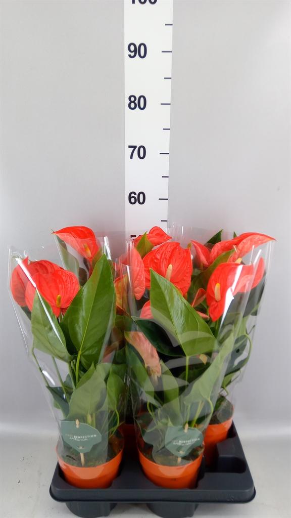Горшечные цветы и растения оптом Anthurium Andr. atlas от 4шт из Голландии с доставкой по России