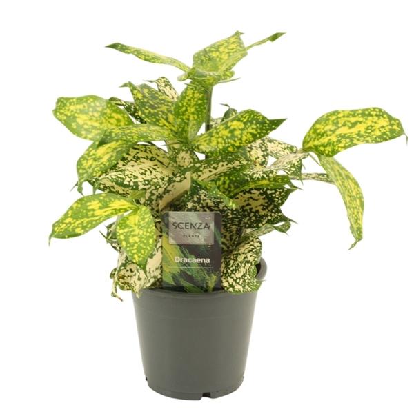 Горшечные цветы и растения оптом Drac Godsefiana от 10шт из Голландии с доставкой по России