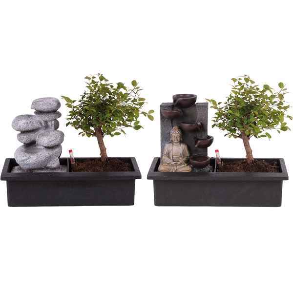 Горшечные цветы и растения оптом Bonsai Mix Ball Easy Care In Zen Stone Wat от 4шт из Голландии с доставкой по России