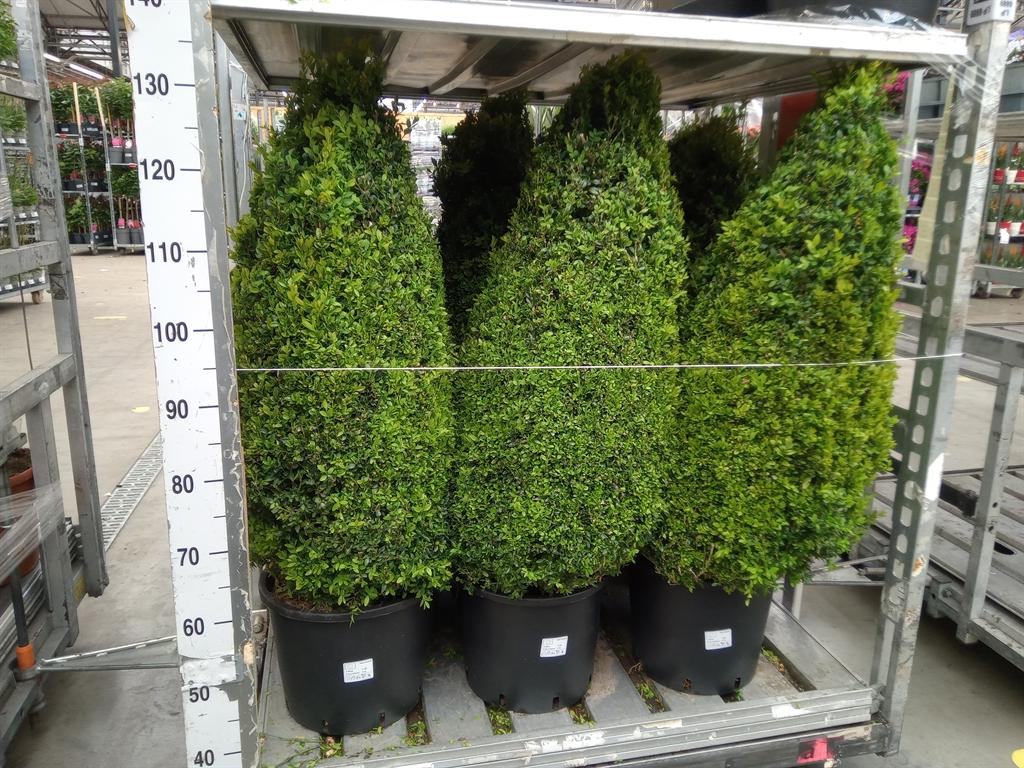 Горшечные цветы и растения оптом Buxus Semp.   ... от 1шт из Голландии с доставкой по России