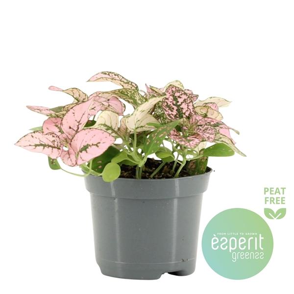 Горшечные цветы и растения оптом Hypoestes Pink от 21шт (для телеги) из Голландии с доставкой по России