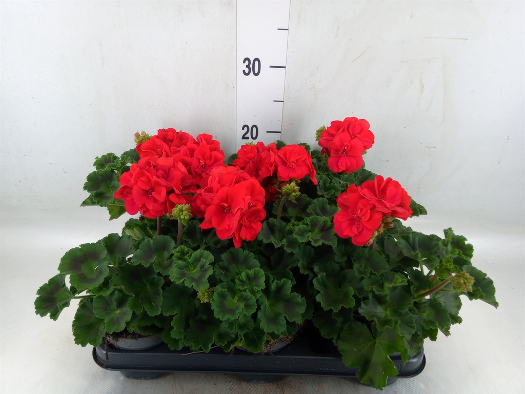 Горшечные цветы и растения оптом Pelargonium Zona.   ...f1 от 8шт из Голландии с доставкой по России