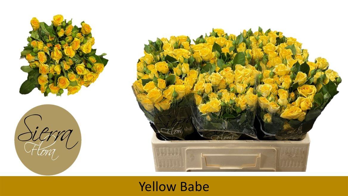 Срезанные цветы оптом Rosa spray yellow babe от 50шт из Голландии с доставкой по России